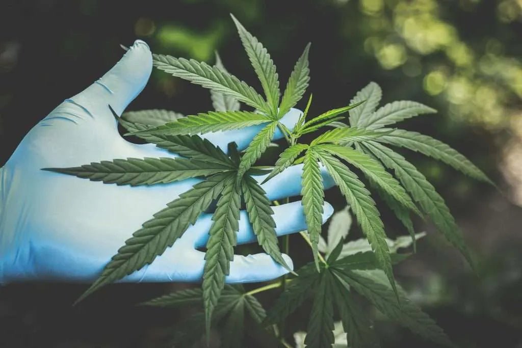 Does THCA Flower Get You High? The Truth About Its Psychoactive Potential - Trip'N Chill